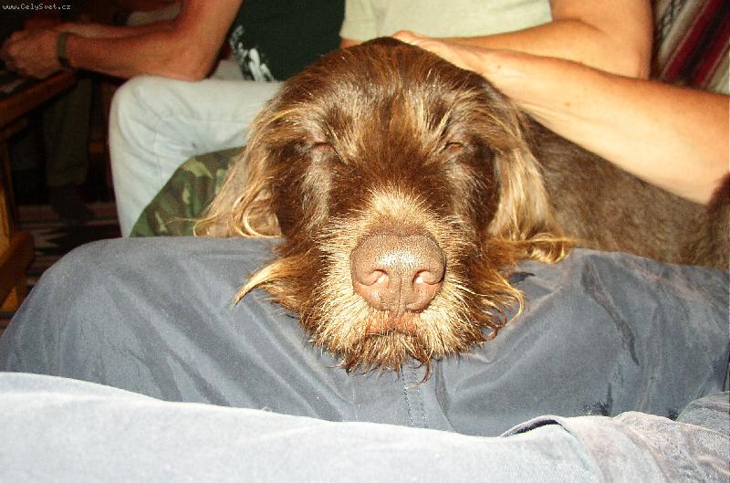 Foto: Večerní siesta