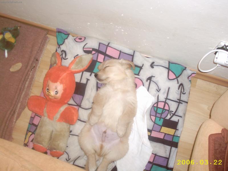 Foto: Psí miminko-Potichu, spíme oba!