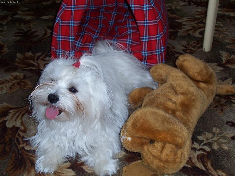 Foto: Vilda-maltézáček Vilík si hlídá svoji nevěstu.