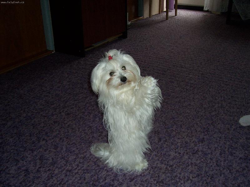 Foto: Vilík-sedící Vilda