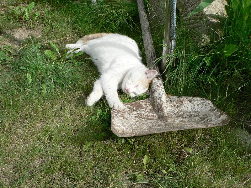 Foto: Přestvávka v práci-Ta lopata je má! Až si odpočinu, budu pokračovat v práci.