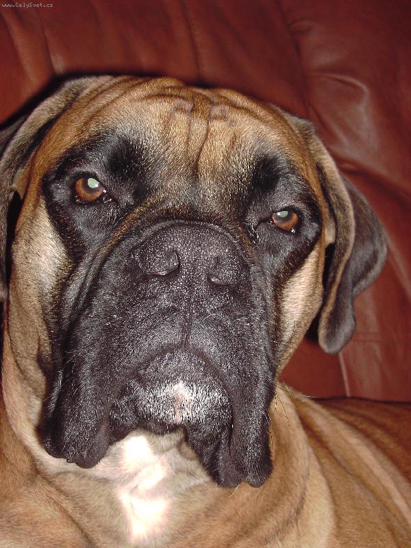 Foto: Naše milované Zlatíčko