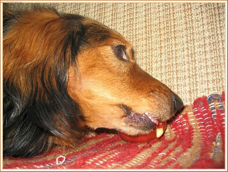 Foto: Ukradené  jablko ...-Můj malý zloděj ...