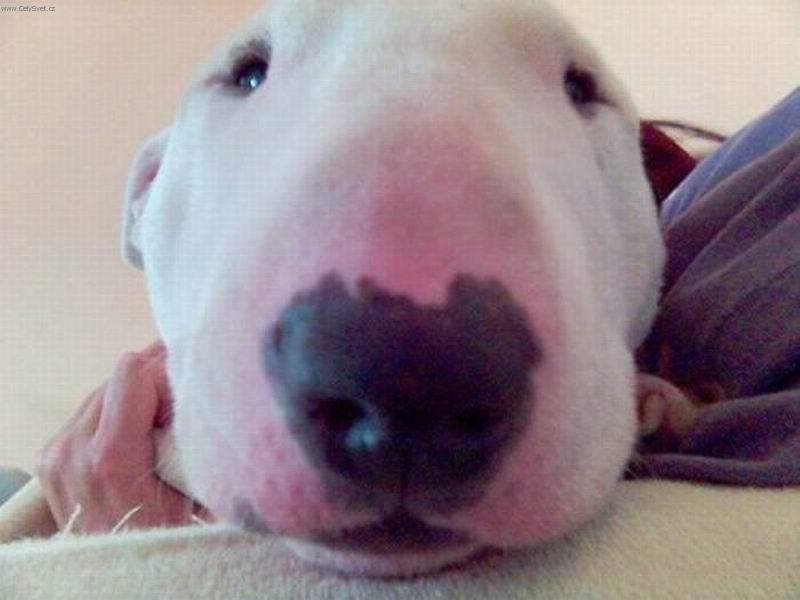 Foto: rypáček-klabonos zblízka...