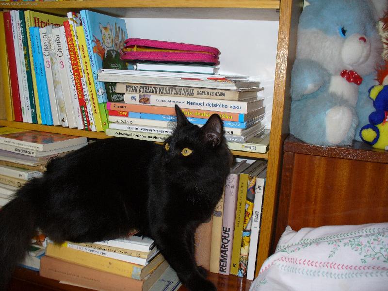 Foto: Mikeš - čtenářem-Půjčím si Remarqua