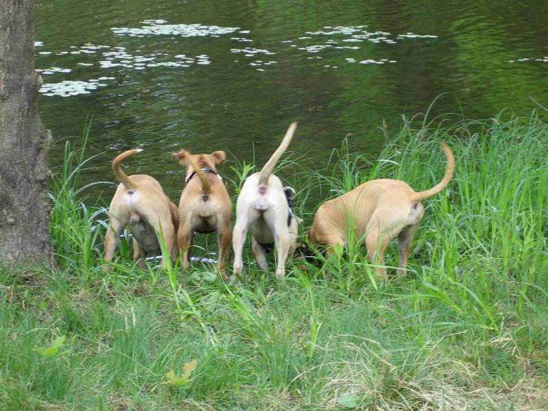 Foto: Pitbullčata-Co to jee???