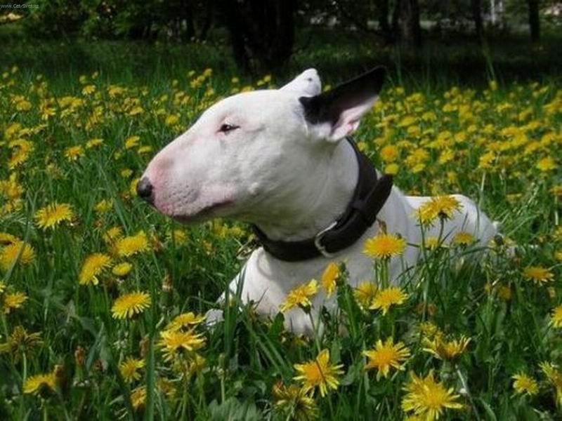 Foto: pampeliškový král-Kvído mezi pampeliškama...