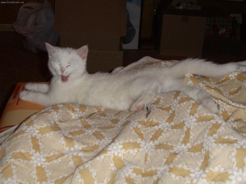 Foto: Micinka-Spolknu tě!