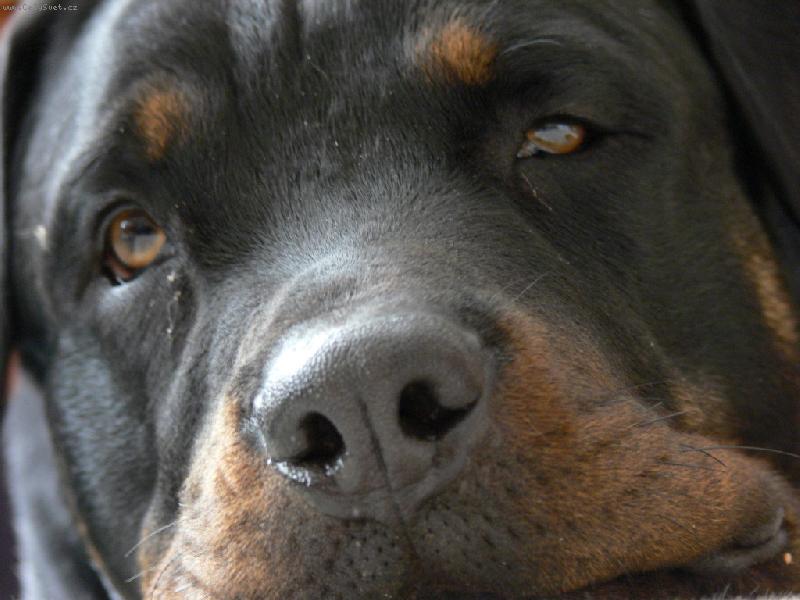 Foto: Pohodička-Jak se může někdo bát takového ksichtíku?