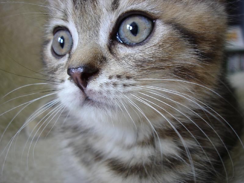 Foto: Pumelínek-mimi