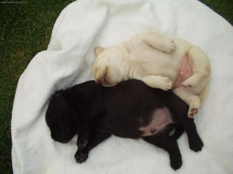 Foto: zlatíčka-zachycení odpolední siesty dvou brášků..