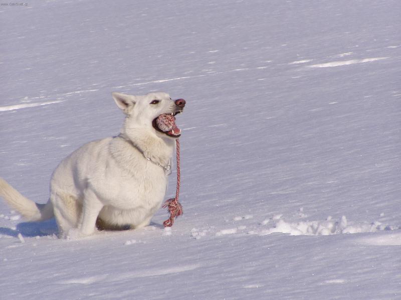 Foto: Už běžíííím !