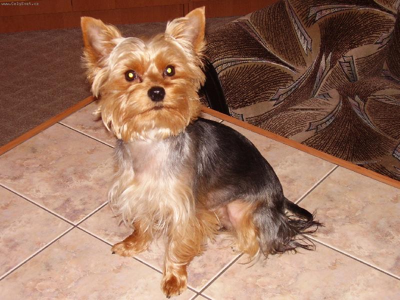 Foto: Charliček na stole-Náš pejsek po ostříhání