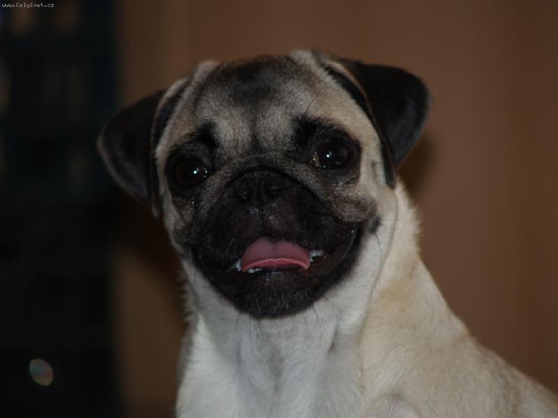 Foto: úsměv pro kameru-Takhle se dokáže smát náš mazlíček :)