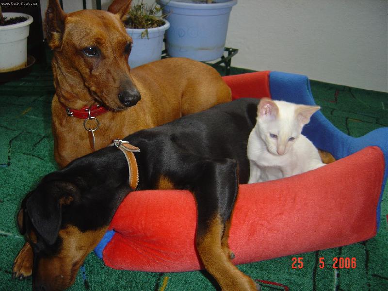 Foto: Naši mazlíčci- "Jako pes a kočka...."-Teď je nám ale všem teplíčko!