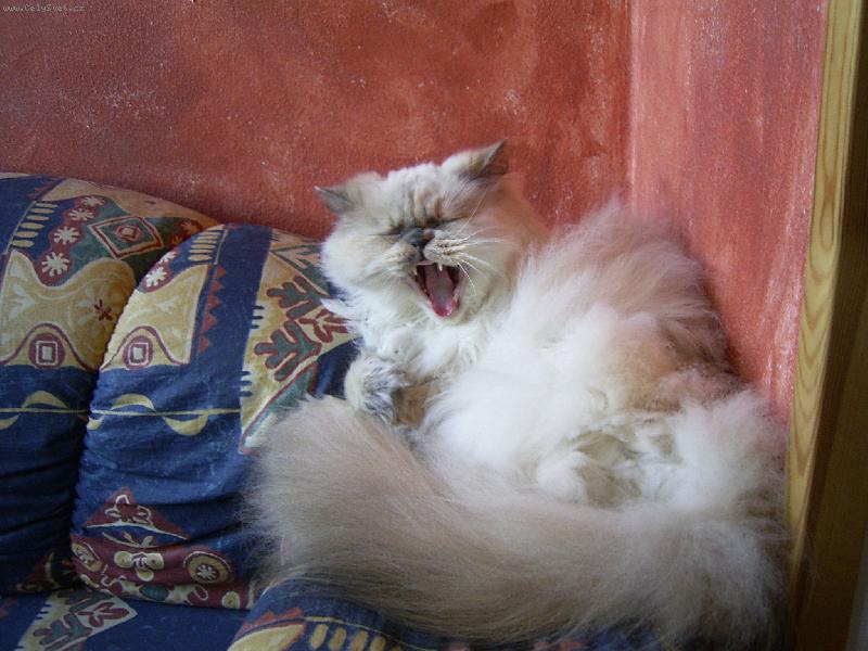 Foto: Beruška-wow to jsou ale zubyska co??