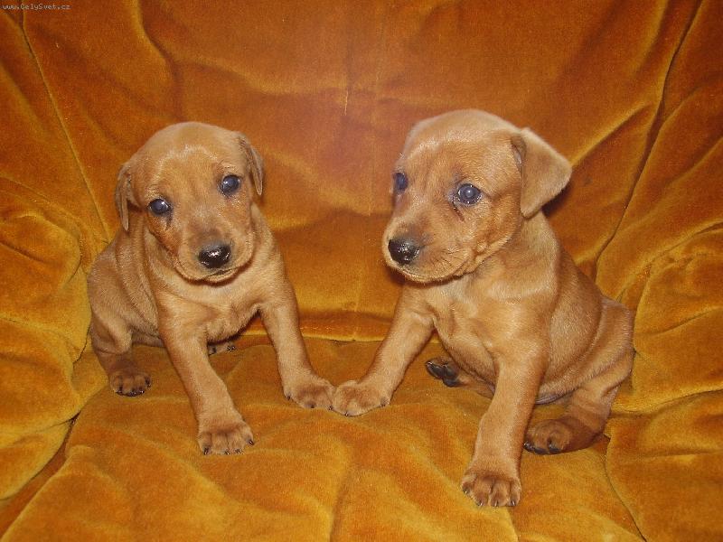 Foto: roztomilí hafánci