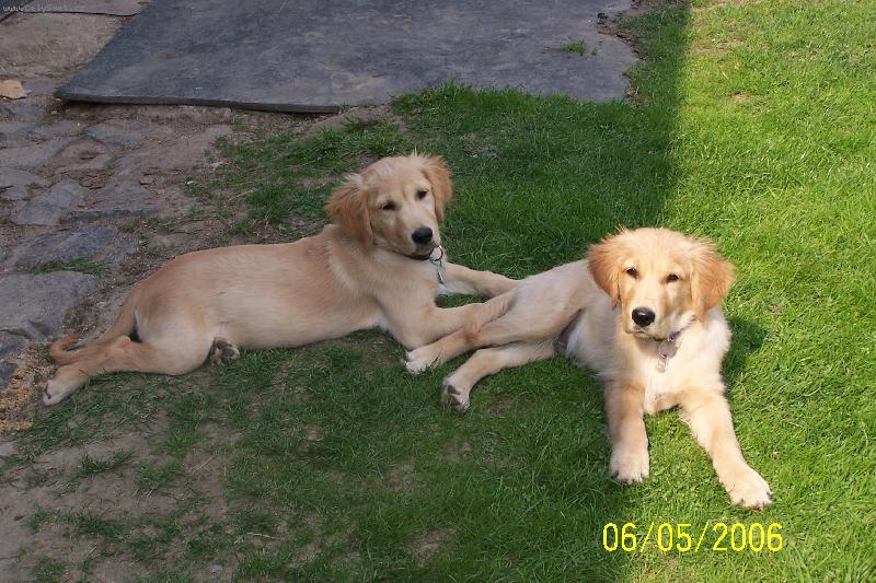 Foto: Falco a Ben-Odpolední siesta