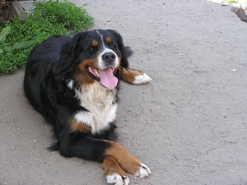 Foto: Akelka-za dámu s packou přes packu