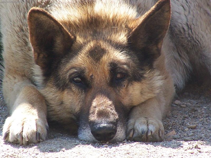Foto: tady hlídám jááá-hlídací pes