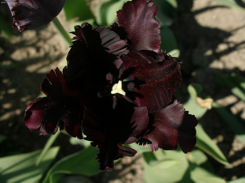 Foto: Tulipán noci-Tulipán noci