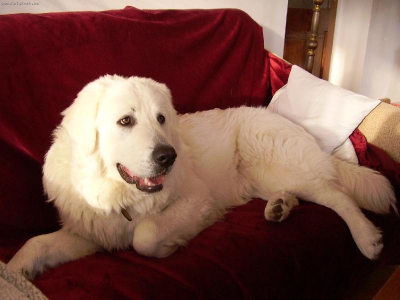 Foto: Benny-odpolední siesta