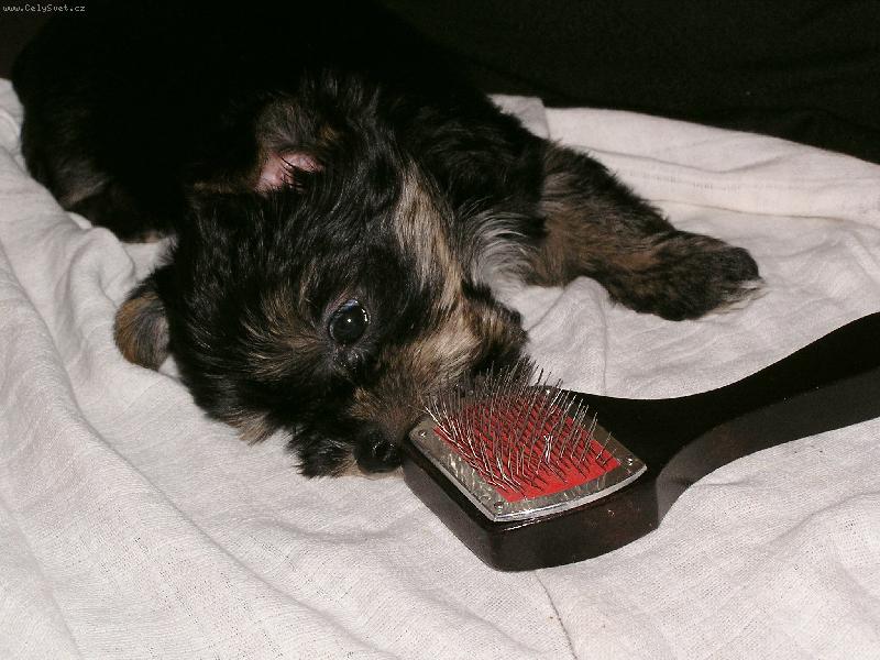 Foto: Naše štěňátko-Tak to je náše štěňátko, které si rádo hraje s hřebenem