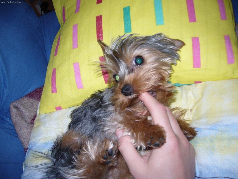 Foto: MIA z Děčína-Ďáblík