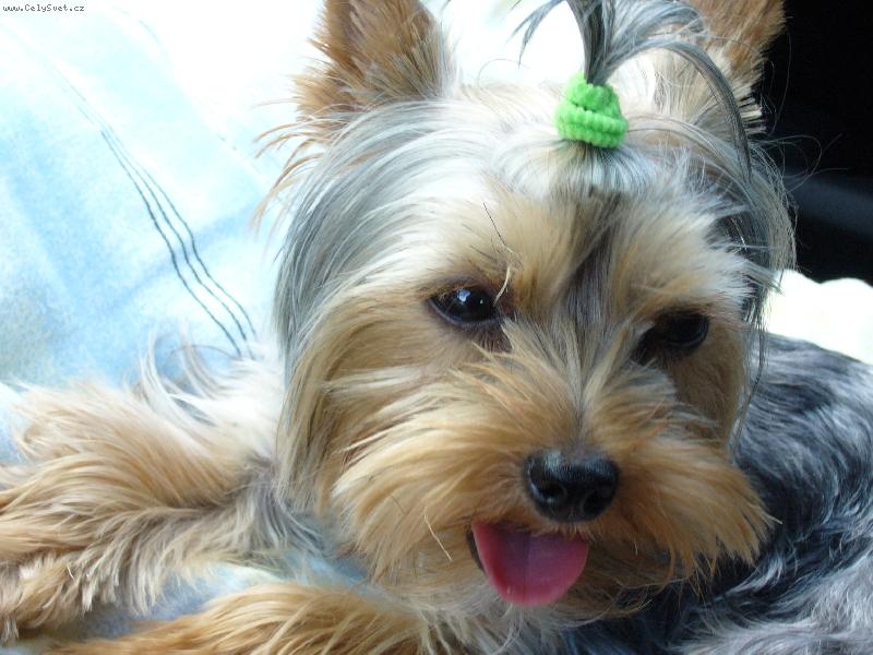 Foto: MIA z Děčína-zapněte mi prosím klimu