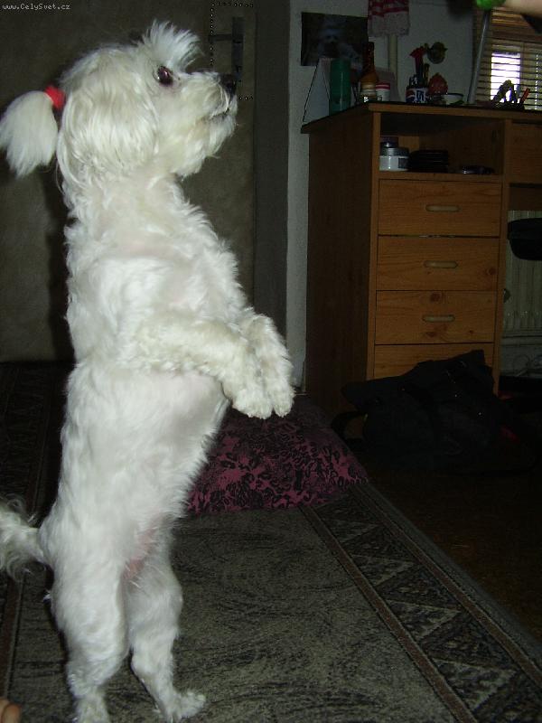 Foto: NÁŠ MALÝ POMOCNÍK-Jdu vařit kafé, nechcete někdo? :-)