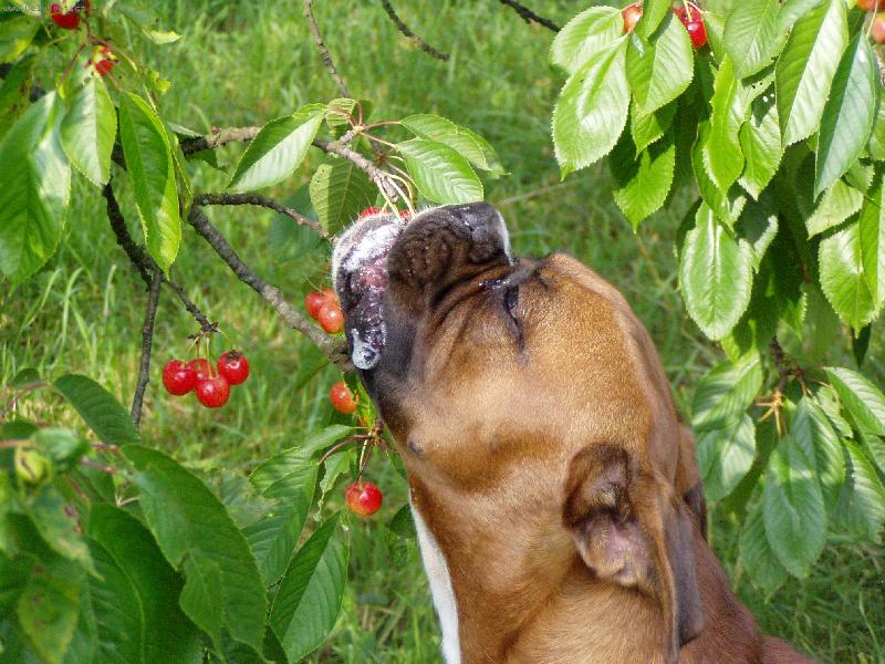 Foto: Přímo ze stromu jsou stejně nejlepší...