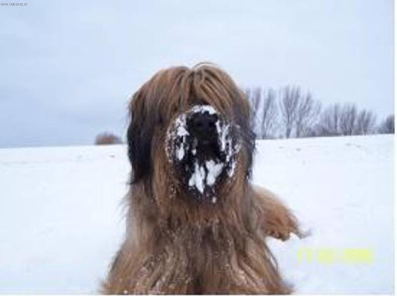 Foto: Ferdásek-Má moc rád sníh