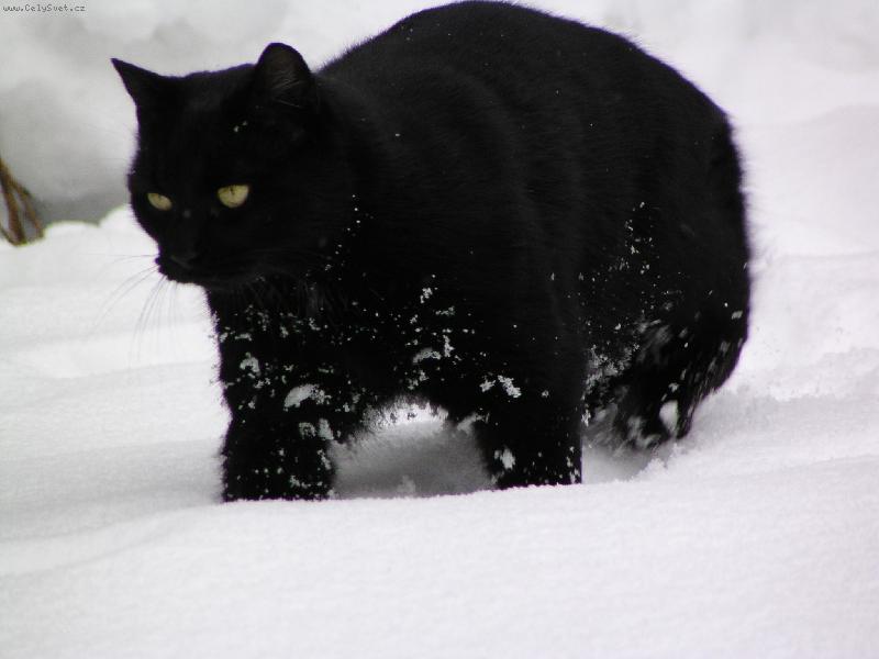 Foto: hur�, je tu sn�h !!!!!