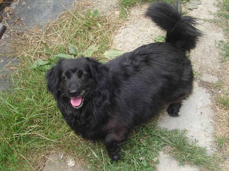 Foto: chlupatá kulička Betynka-Už mi hoď ten míček!!!