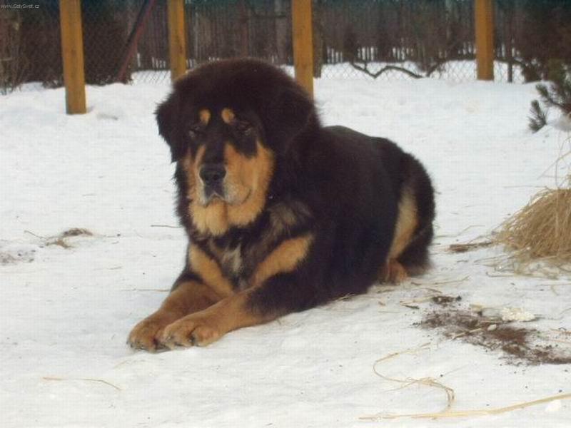 Foto: Brooke na sněhu-Moje tibeanka