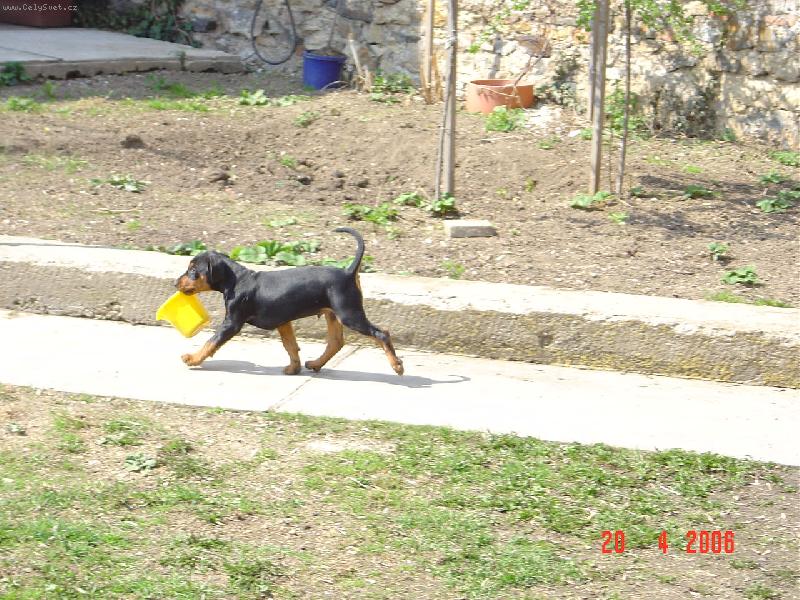 Foto: Zlodějíček-A teď si budu hrát zas chvilku já.