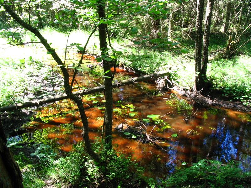 Foto: Rašeliniště-Příjemný pohled na zvláštně zbarvenou vodu...