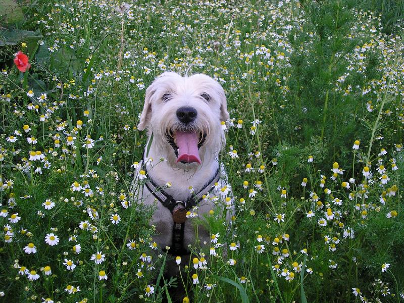 Foto: Heřmánková idyla-náš malý knírač v heřmánku