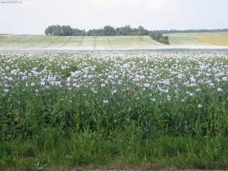 Foto: mák setý-Kvetou máky v poli  ............