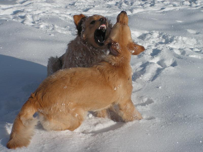 Foto: Dasty a kámoška