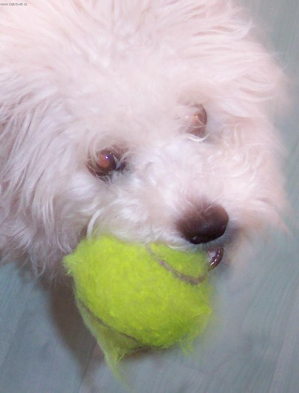 Foto: Benji a míček