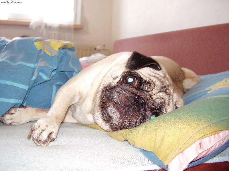 Foto: V peřinách je nejlíp  :)))-...LENTILKA ví!