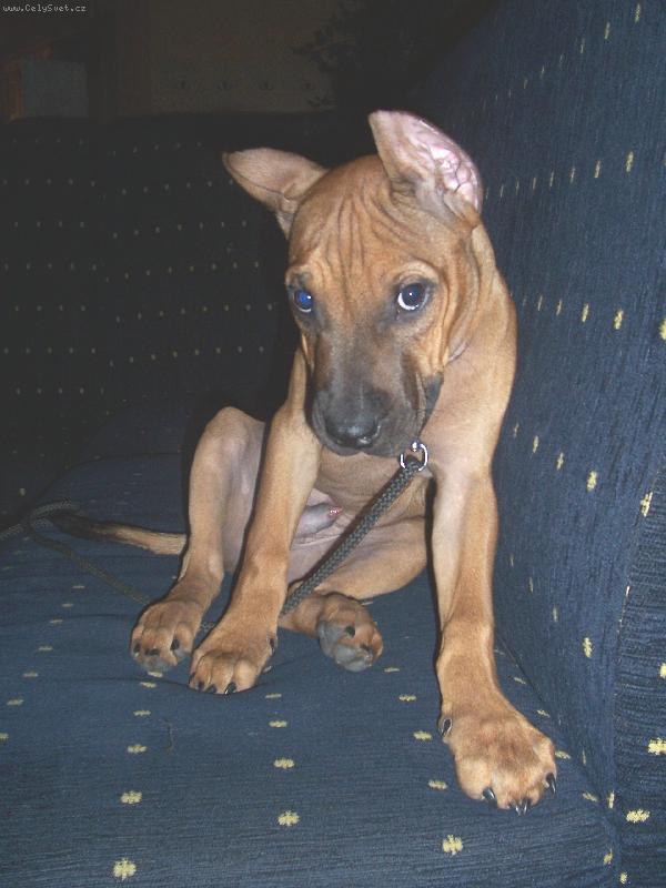 Foto: Jonny-Anděl s ďáblem v těle:o)