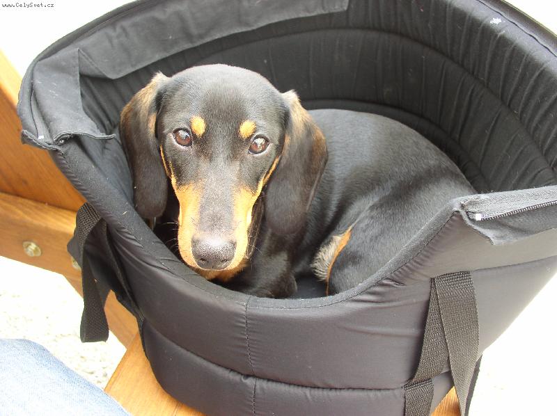 Foto: Heidina-Náš tvrdohlavý miláček...