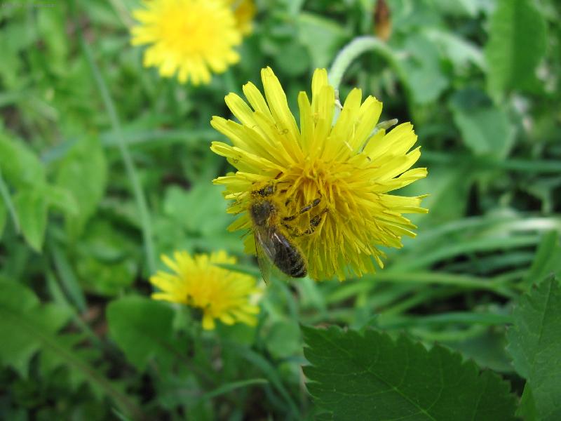 Foto: jarní sbírání