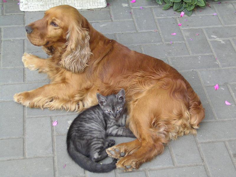 Foto: Mají se moc rádi-Pes a kočka