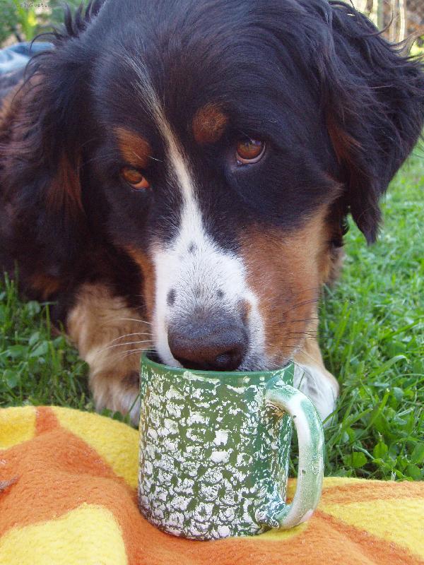 Foto: Můj Berňáček