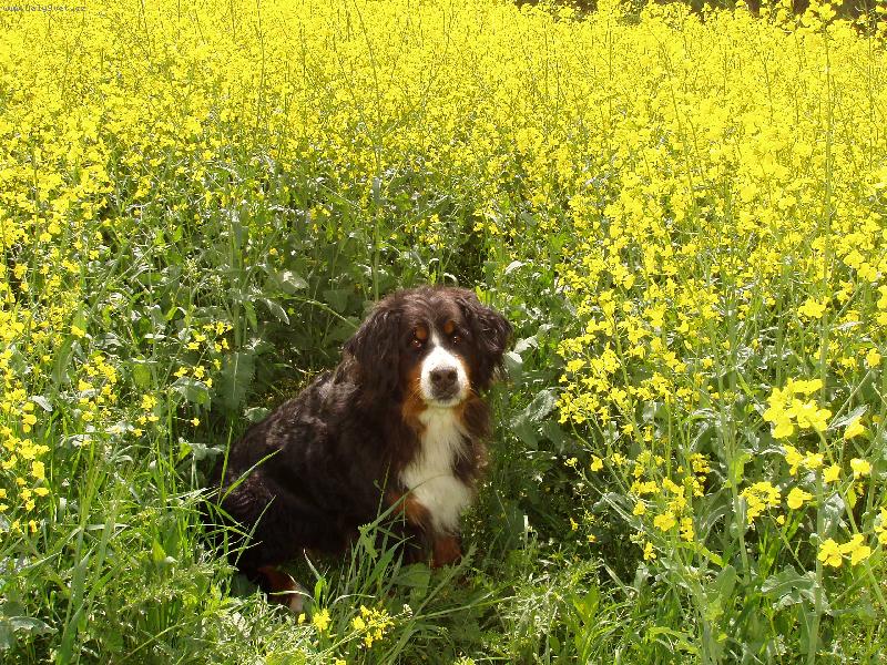 Foto: Bernský salašnický pes