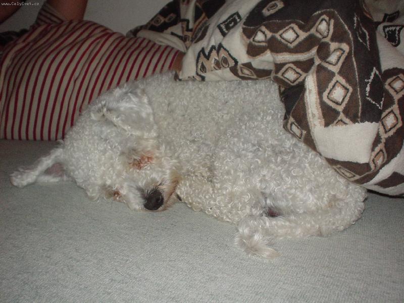 Foto: spinkám, nerušit!-spinkám, nerušit!