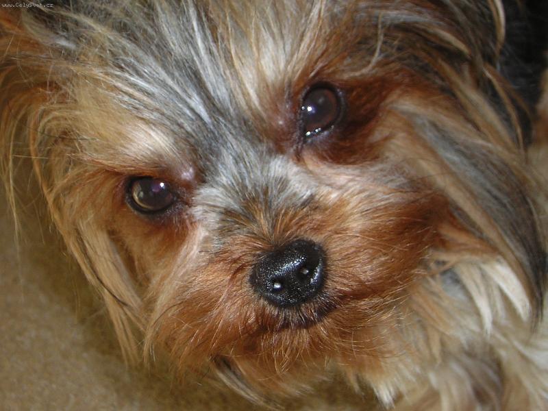 Foto: kukuč-Vyfot a pojd si hrát...